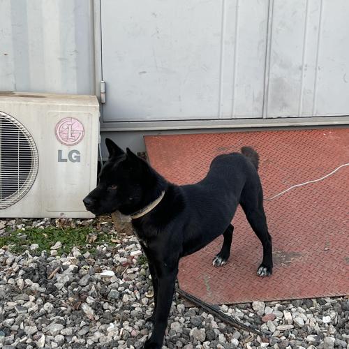 강아지 분양합니다!!