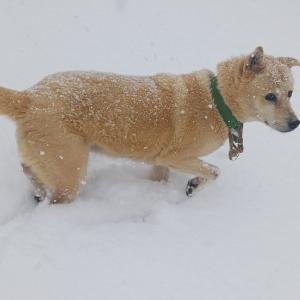 강아지를 찾습니다.