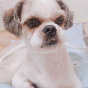 시츄강아지 찾습니다