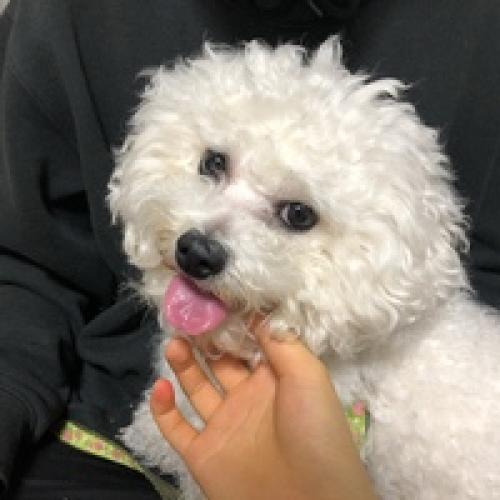 탄방초등학교 후문 골목쪽 비숑 강아지 주인을 찾습니다