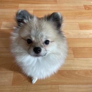 포승공단 포메찾아요