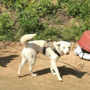 댕댕이를 찾아주세요 몸에 초록띠 똑같이 차고 있어요 보신분 연락 부탁드립니다…