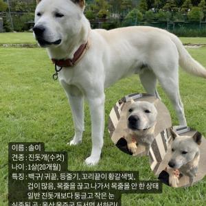 수컷 진돗개를 찾습니다ㅠㅠㅠ