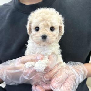 2개월령 크림푸들 남자아기 책임비 5만원에 책임분양 하고 있습니다. 가족이 되어주세요