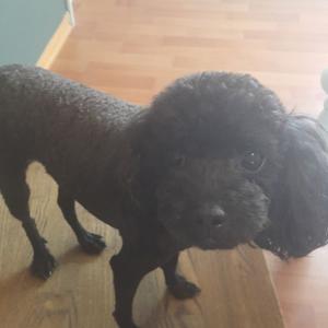 (일산)블랙푸들 깜지 찾습니다