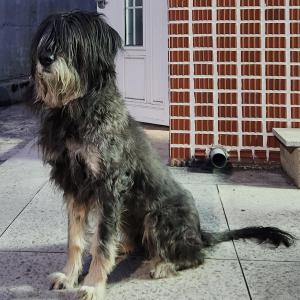 검은색 큰 개를 찾아요