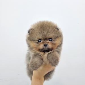 강아지분양 김포강아지분양 포메라니안분양 삐약이 같은 작고 소중한 체구, 예쁜 외모를 지니고 있는 세이블 포메라니안 아가몽 분양합니당!