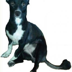 검은털 까미를 찾습니다