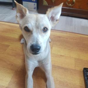 저희강아지좀찾아주세요.