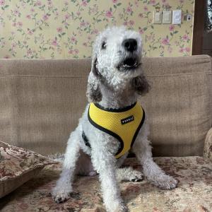 리치가 집으로 돌아올수 있게 도와주세요