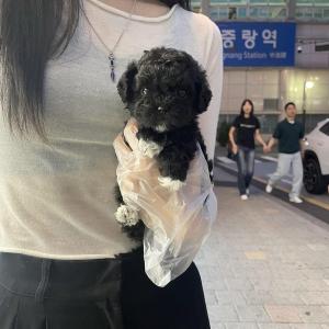 인형 같은 외모 반짝이는 눈망울 2개월령 말티푸 블랙말티푸 분양보내요~