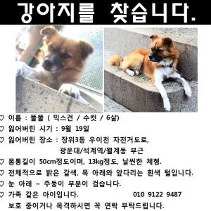 서울시 성북구 장위3동, 광운대 근처 믹스견 찾습니다ㅠㅠ