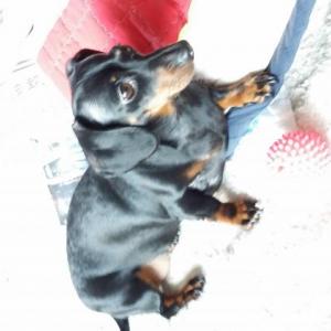 5월 13일 걸포 오스타파라곤 부근에서 잃어버린 4살 닥스훈트 미코를 애타게 찾고있습니다