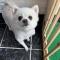 의정부 화이트포메라니안 여아 보호중입니다.
