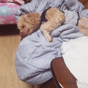 가평군 설악면에서 집을 나간 수컷 푸들을 찾습니다(사례금 있음)