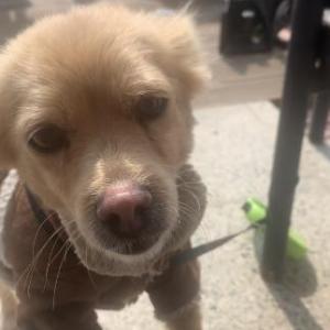 금자를 찾습니다 사진이 실종당일입니다