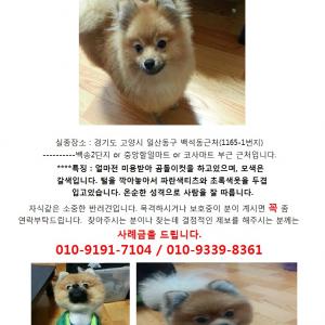 경기도 일산 백석동 아기 포메찾습니다!!!