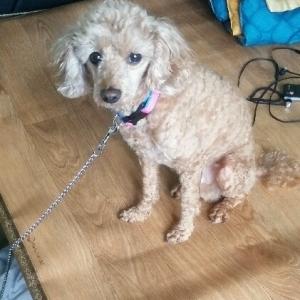 (충남보령)갈색푸들 찾습니다