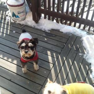 경기 파주시 슈나우저 여아 찾습니다