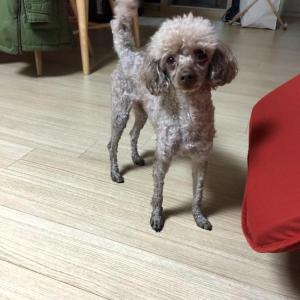 광산구 수완지구에서 잃어버린 푸들을 찾습니다.