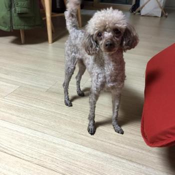 광산구 수완지구에서 잃어버린 푸들을 찾습니다.