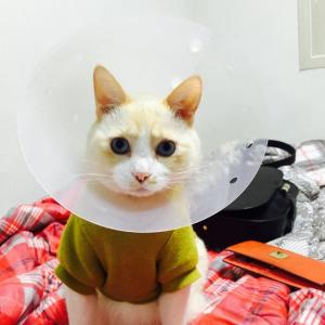 서울 은평구 불광2동 고양이를 찾습니다.
