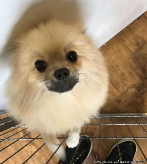 시흥시 정왕동 포메라이언 보호중입니다