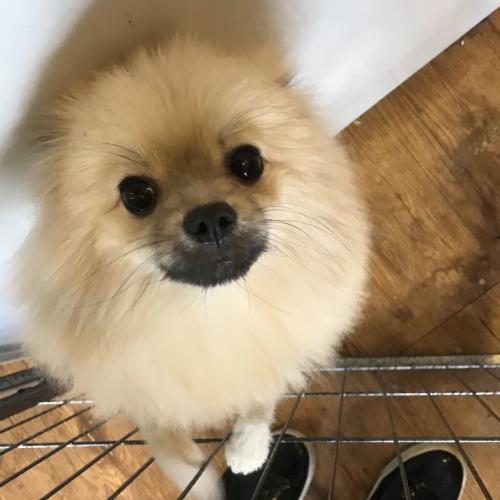 시흥시 정왕동 포메라이언 보호중입니다