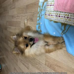 포메+폼피츠 믹스견 주인 찾습니다!(마곡)