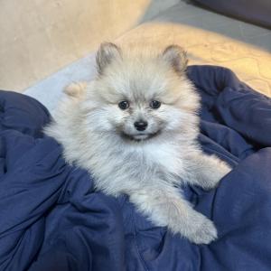 포메라니안 3개월 남자아이 분양 보내요