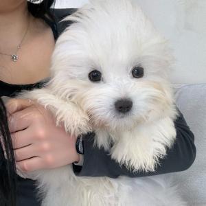 꼬똥드툴레아분양 3개월령 왕자님 꼬똥분양