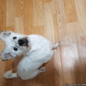 남동구 잃어버린 강아지 찾습니다.