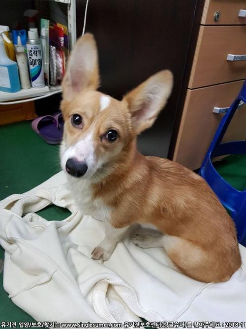 인천시 남동구 논현동 남동공단 웰시코기 보호중