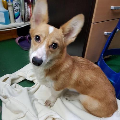 인천시 남동구 논현동 남동공단 웰시코기 보호중