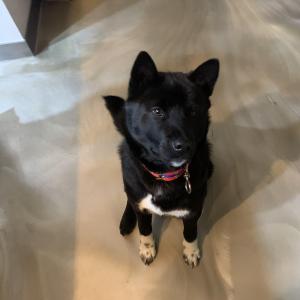 빨간 목줄 한 까만 진돗개 찾습니다