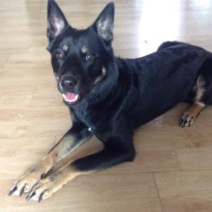 까만색 진돗개 찾아요!!!!!!!!!!