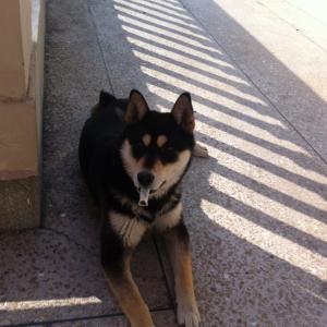 진돗개 블랙탄 찾아요