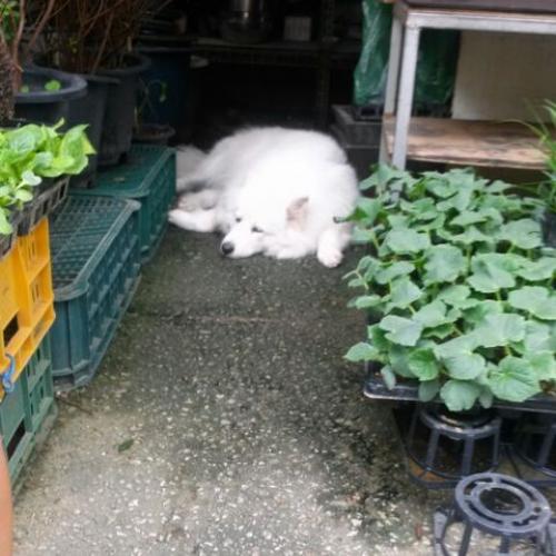 망원동 망원시장에서 다리다쳐있는 큰 개(화이트) 사모예드 종? 주인을 찾습니다