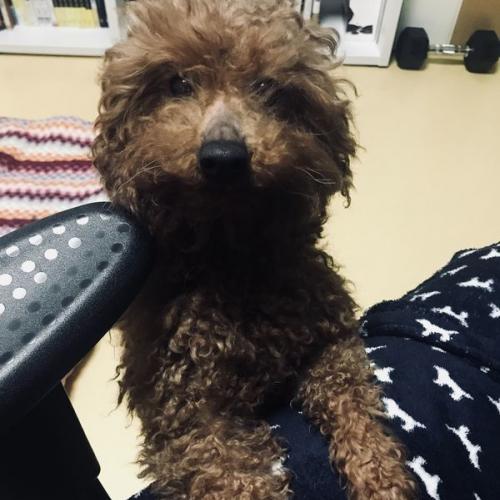 [갈색푸들수컷] 주인을 찾습니다...!