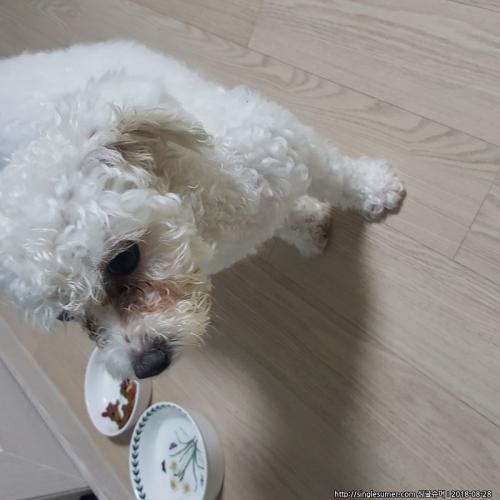 대구달서구 상인동쪽 /암컷/흰색/ 말티즈+푸들 (?) / 주인을 찾습니다