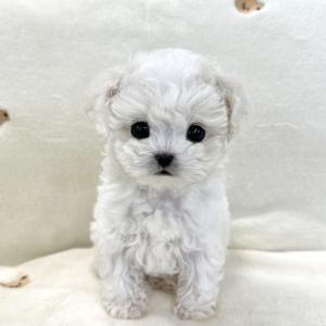 [ 25만원 ] 2개월령 동글 귀욤 미니비숑 공주님 분양중입니다