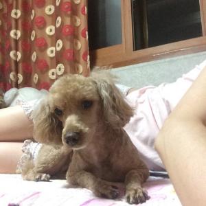 지동)갈색푸들찾습니다!!!!!!!!