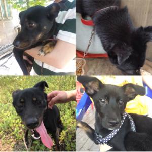 김포 양촌면에서 강아지 찾아요