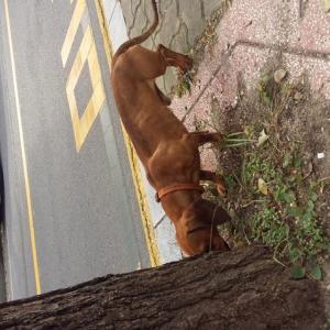 닥스훈트가 주인을 찾아요