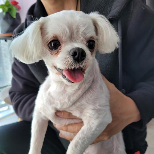 애월 하귀쪽에서 말티즈 암컷 보호중입니다.