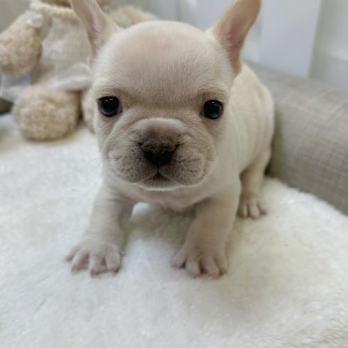 사랑스러운 프렌치불독 분양해요