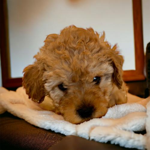 4개월 푸들 데려가실 분 연락주세요..