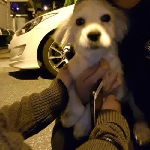 강아지주인을찾습니다.