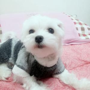 구리시 말티즈 남아이