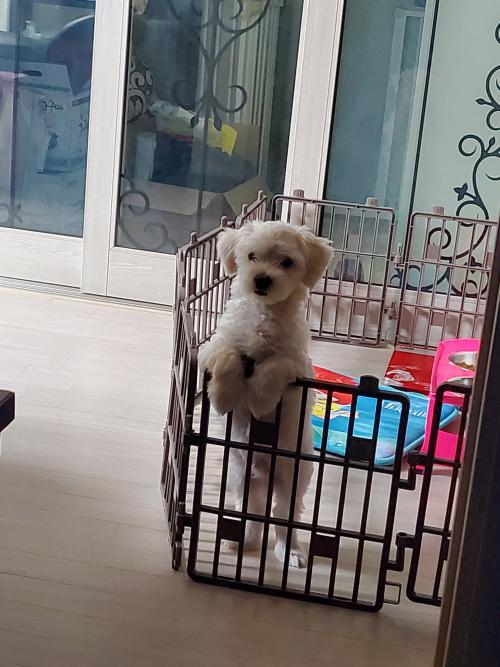 말티즈 분양해요